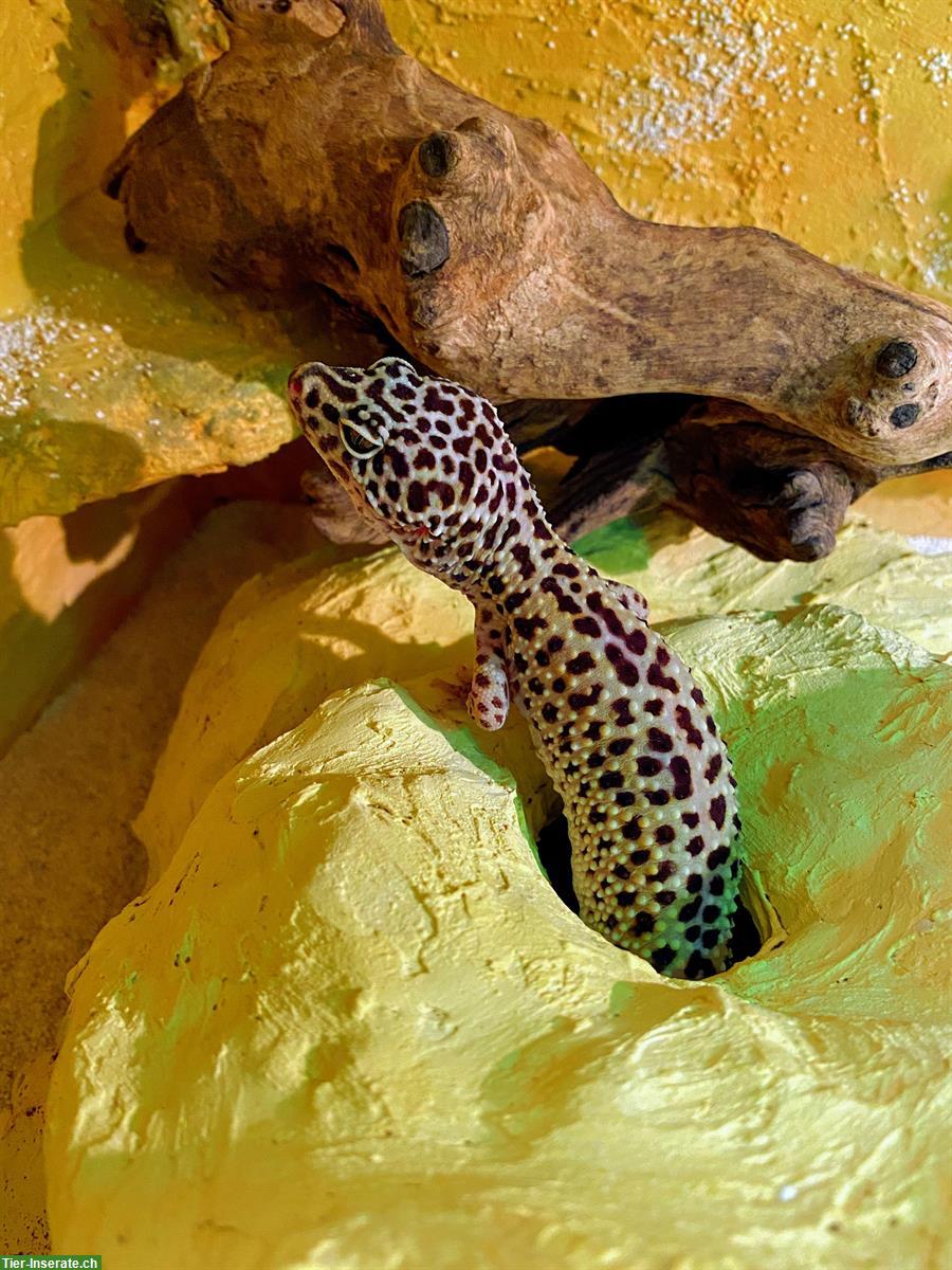 Bild 6: Leopardgecko Weibchen mit Terrarium-Komplettset