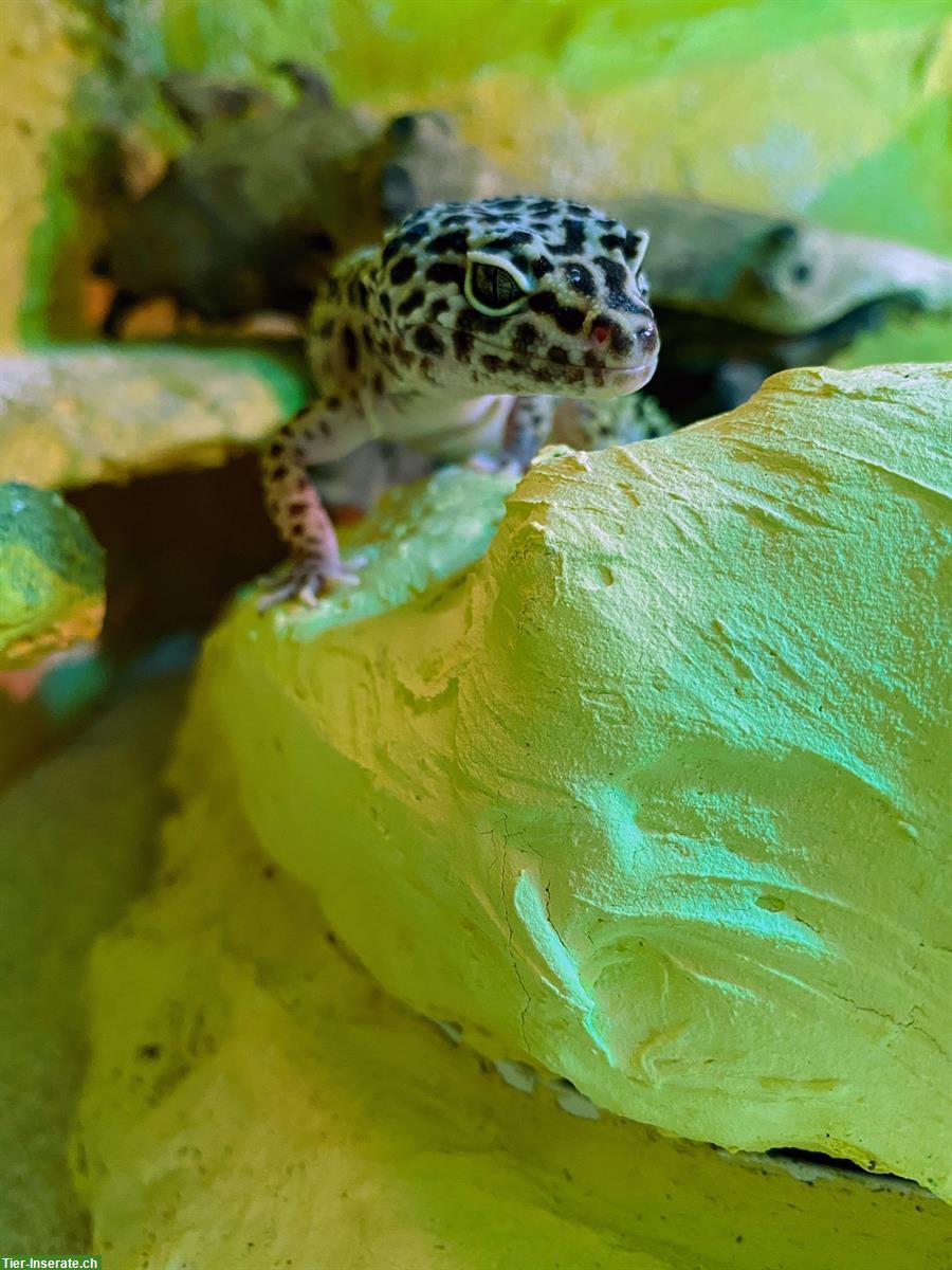 Bild 7: Leopardgecko Weibchen mit Terrarium-Komplettset