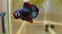 Poisson Betta splendens