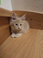 Maine Coon Kitten mit Stammbaum vom Züchter