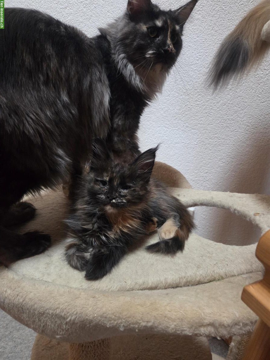 Bild 2: Maine Coon Kitten mit Stammbaum vom Züchter