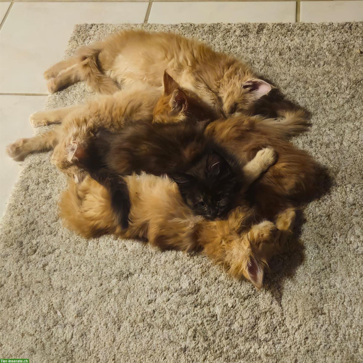 Bild 3: Maine Coon Kitten mit Stammbaum vom Züchter