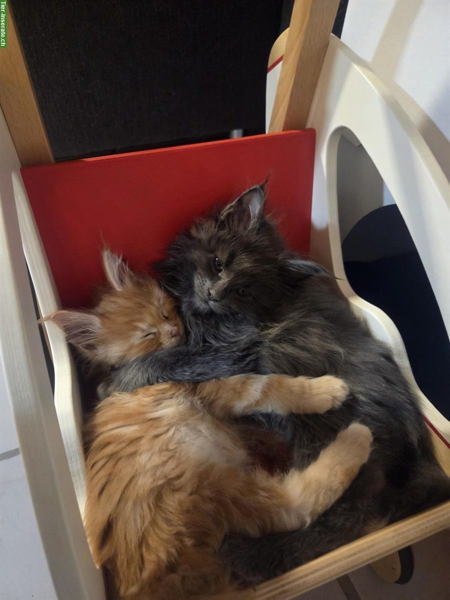 Bild 4: Maine Coon Kitten mit Stammbaum vom Züchter