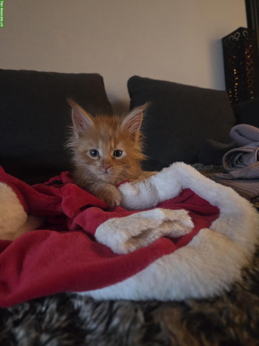 Bild 5: Maine Coon Kitten mit Stammbaum vom Züchter