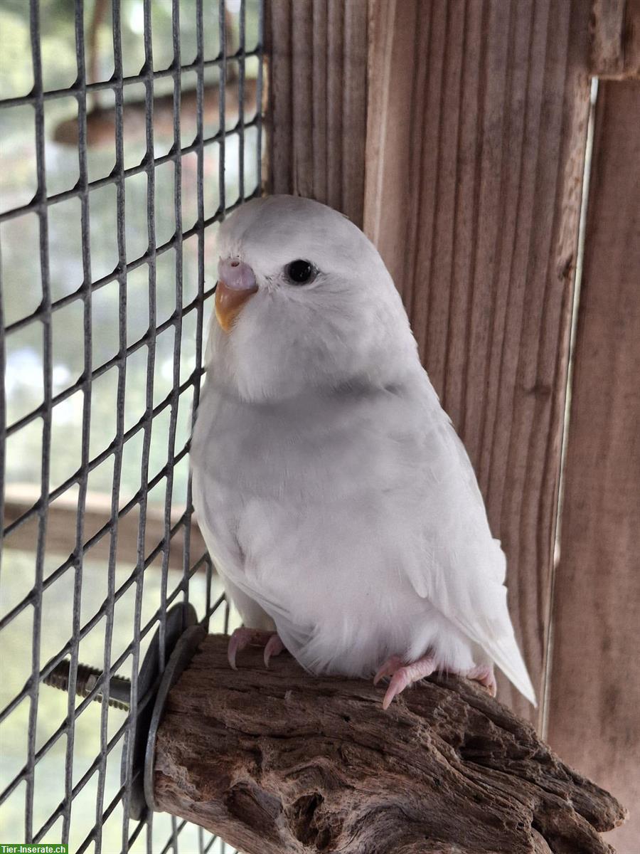 Herzige, junge Wellensittiche zu verkaufen