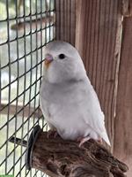 Herzige, junge Wellensittiche zu verkaufen