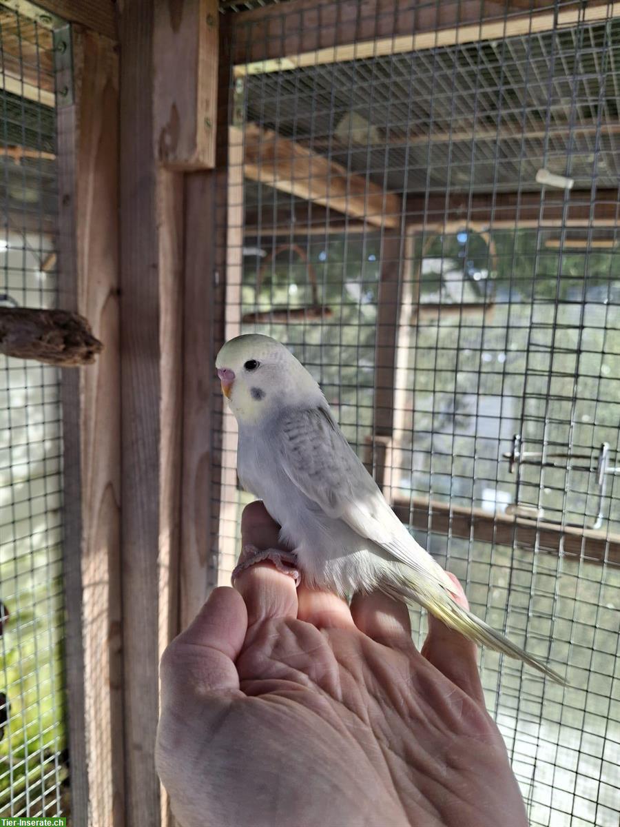 Bild 2: Herzige, junge Wellensittiche zu verkaufen