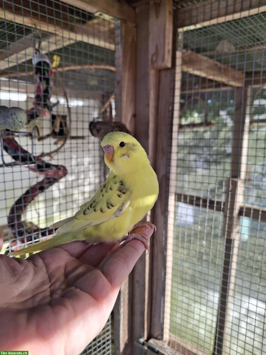 Bild 3: Herzige, junge Wellensittiche zu verkaufen