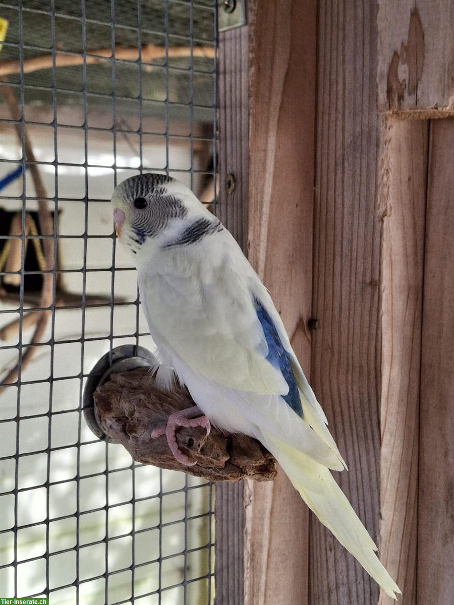 Bild 4: Herzige, junge Wellensittiche zu verkaufen