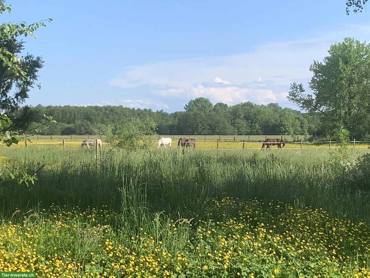 Bild 10: 3½ Zimmer Wohnung auf Pferdehof zwischen Jura und Elsass