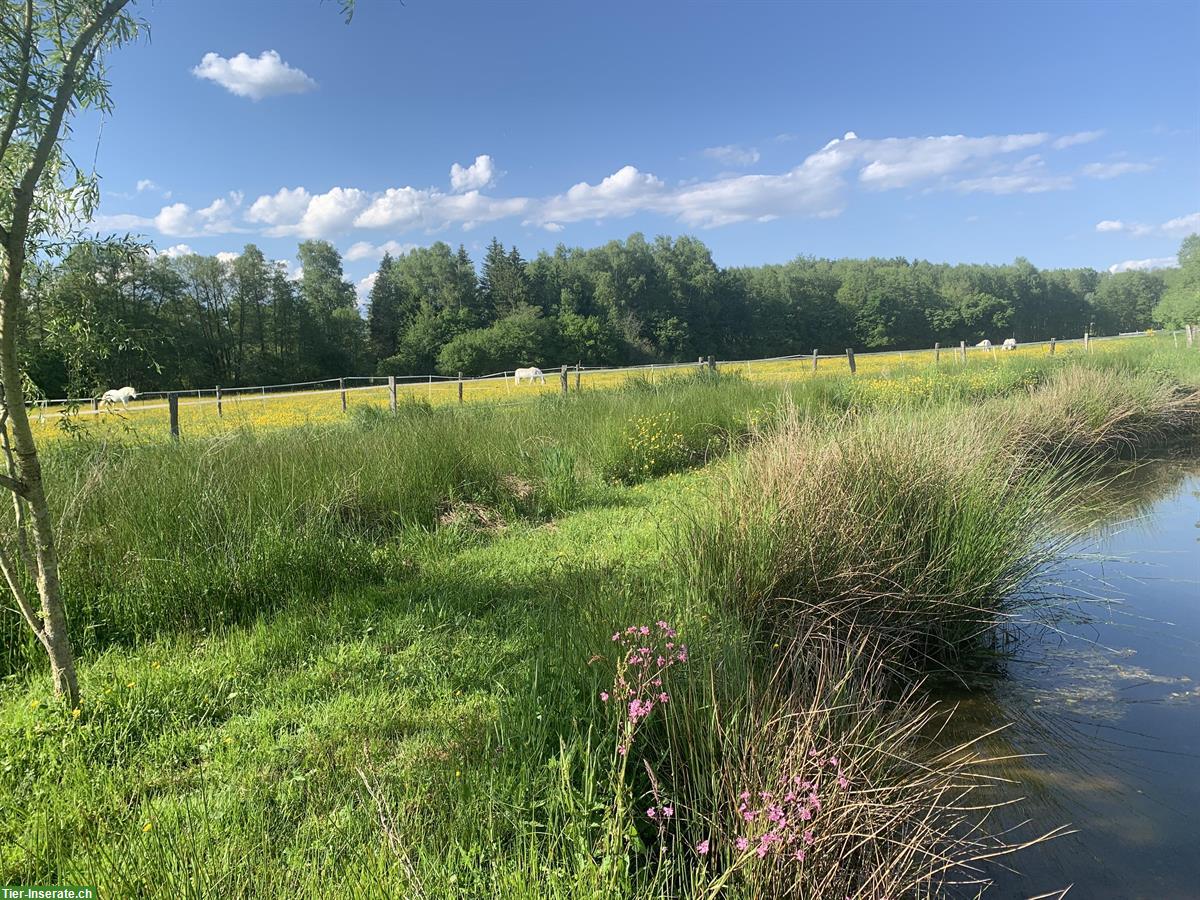 Bild 2: 3½ Zimmer Wohnung auf Pferdehof zwischen Jura und Elsass
