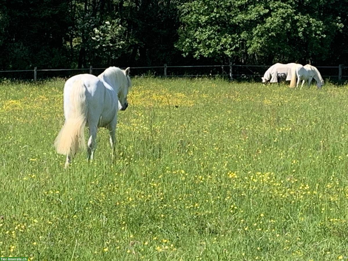 Bild 3: 3½ Zimmer Wohnung auf Pferdehof zwischen Jura und Elsass