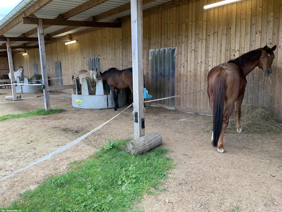 Bild 7: 3½ Zimmer Wohnung auf Pferdehof zwischen Jura und Elsass