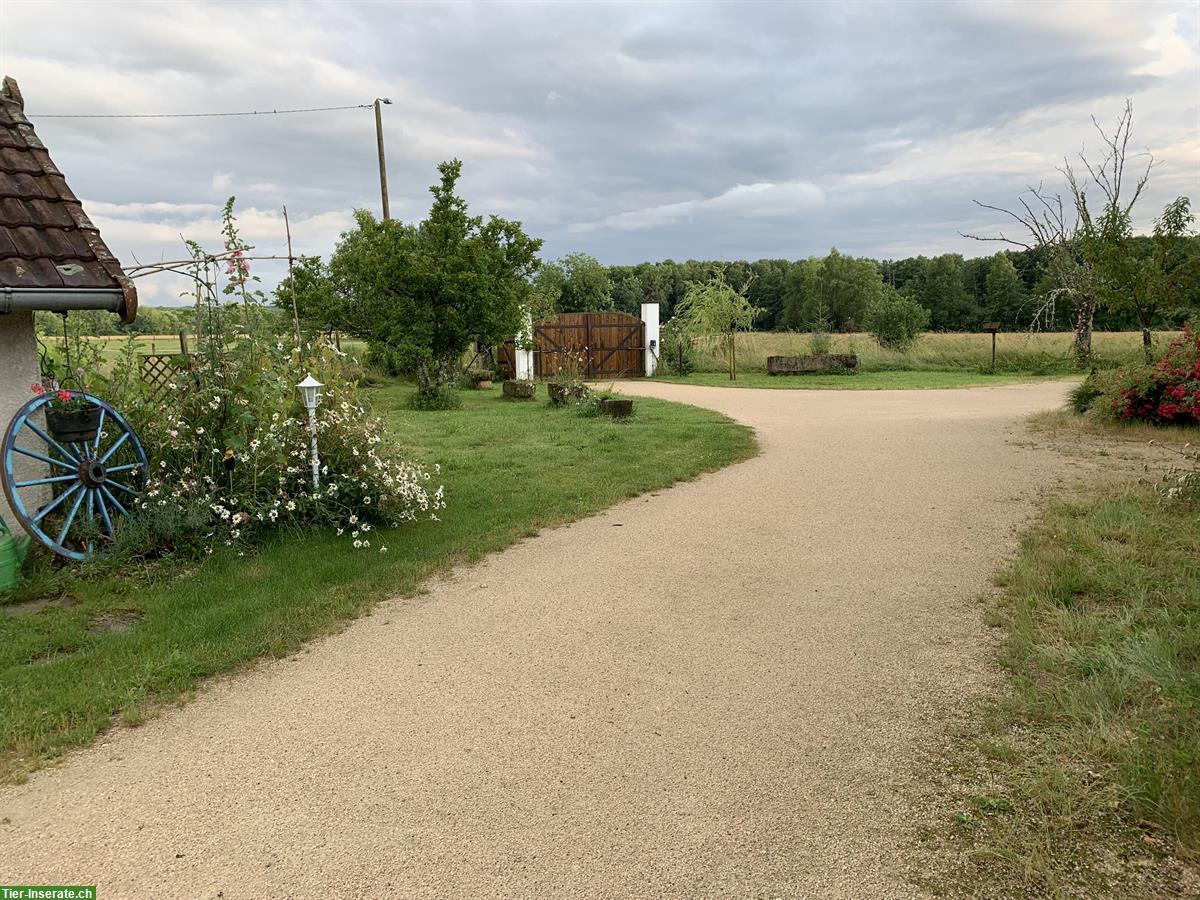 Bild 9: 3½ Zimmer Wohnung auf Pferdehof zwischen Jura und Elsass