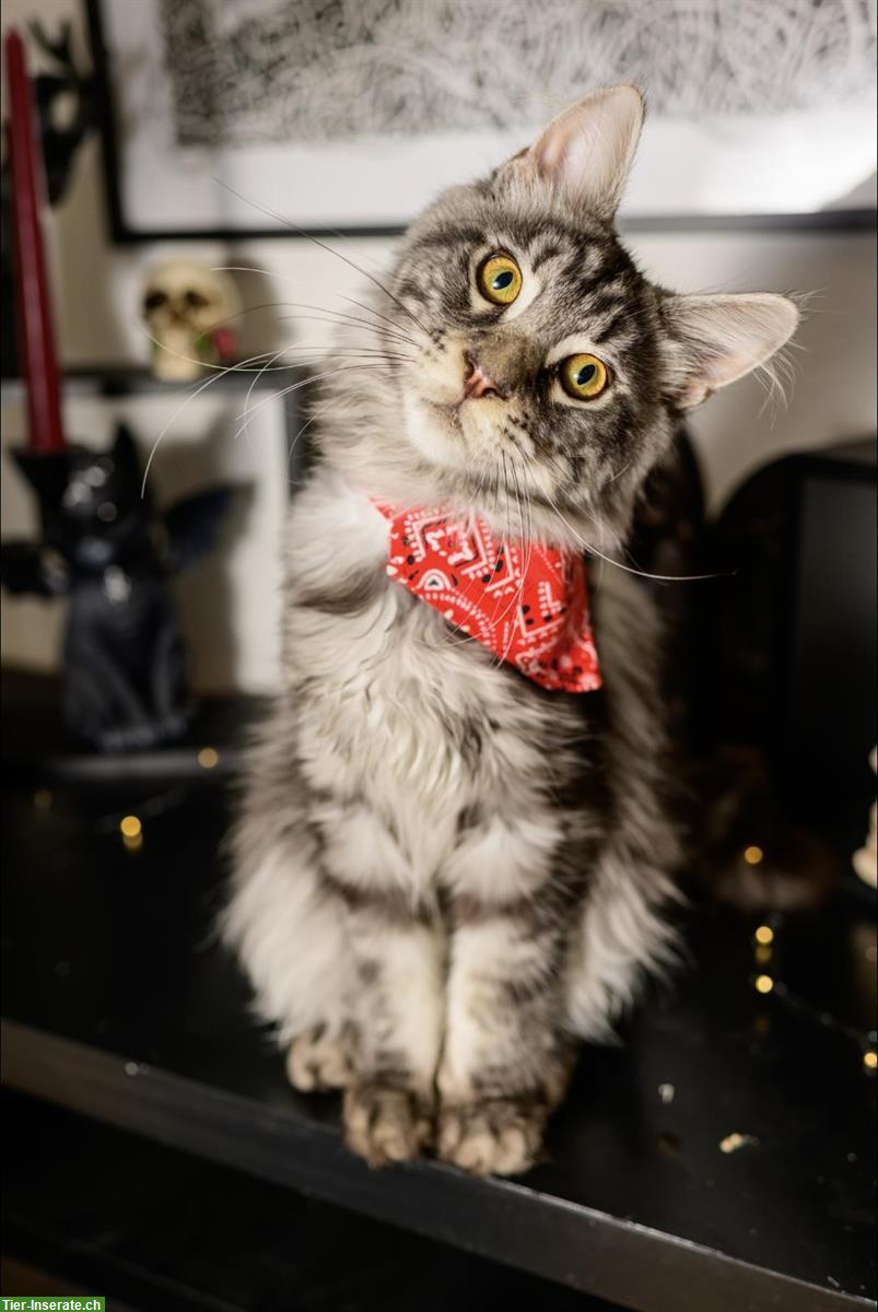 Lieber Maine Coon Deckkater sucht passende Kätzin