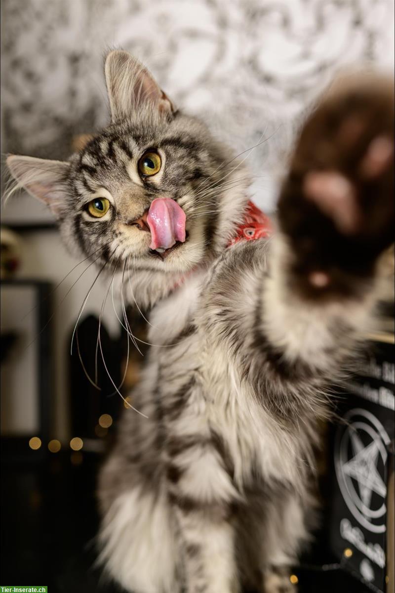 Bild 2: Lieber Maine Coon Deckkater sucht passende Kätzin