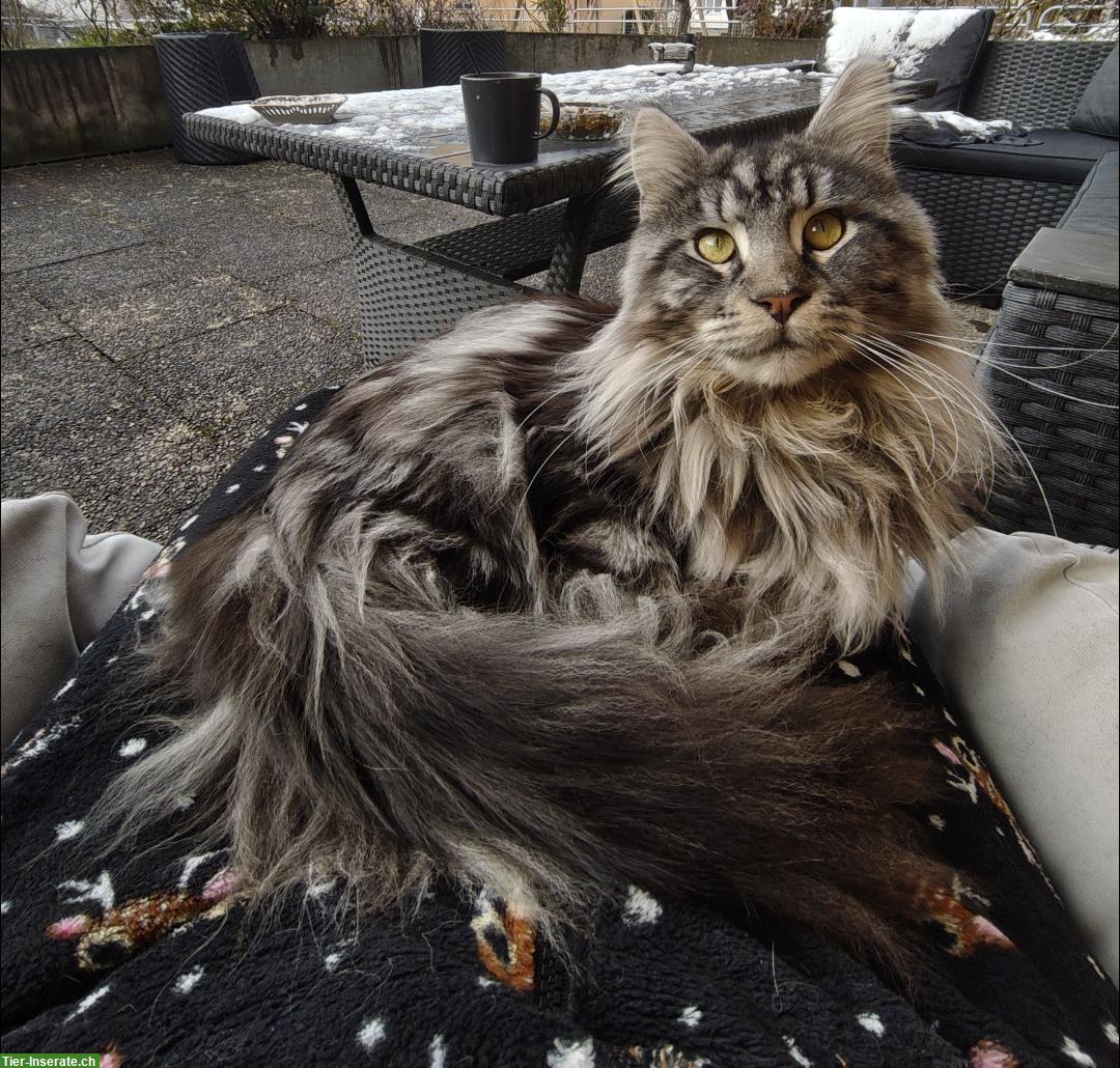 Bild 4: Lieber Maine Coon Deckkater sucht passende Kätzin