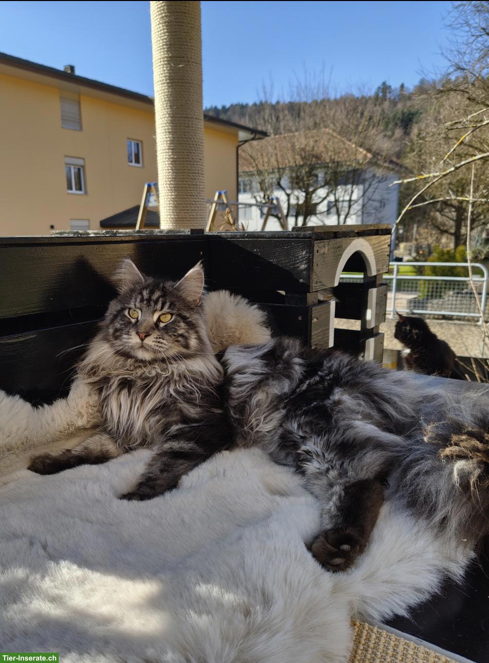 Bild 5: Lieber Maine Coon Deckkater sucht passende Kätzin
