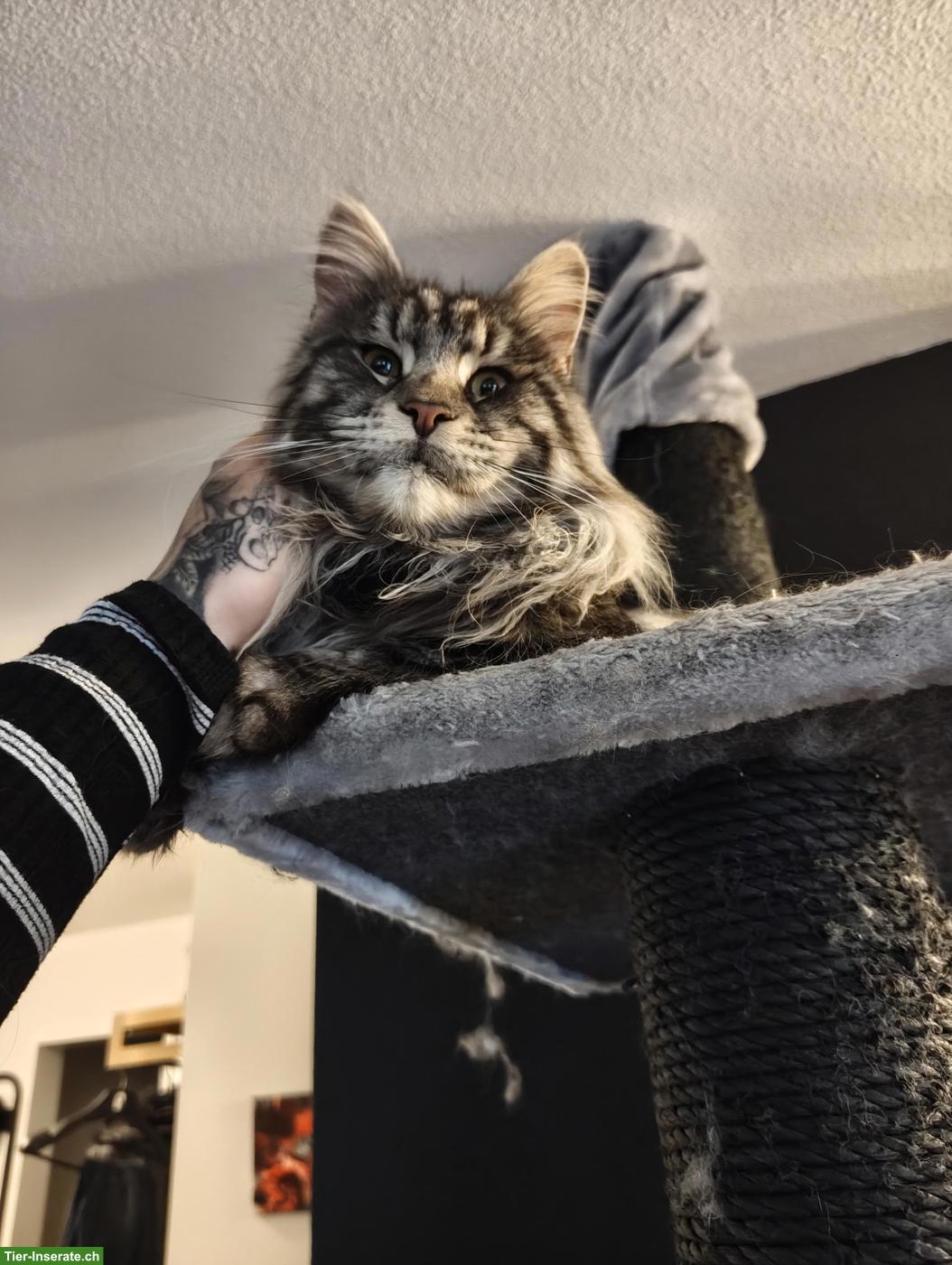 Bild 6: Lieber Maine Coon Deckkater sucht passende Kätzin