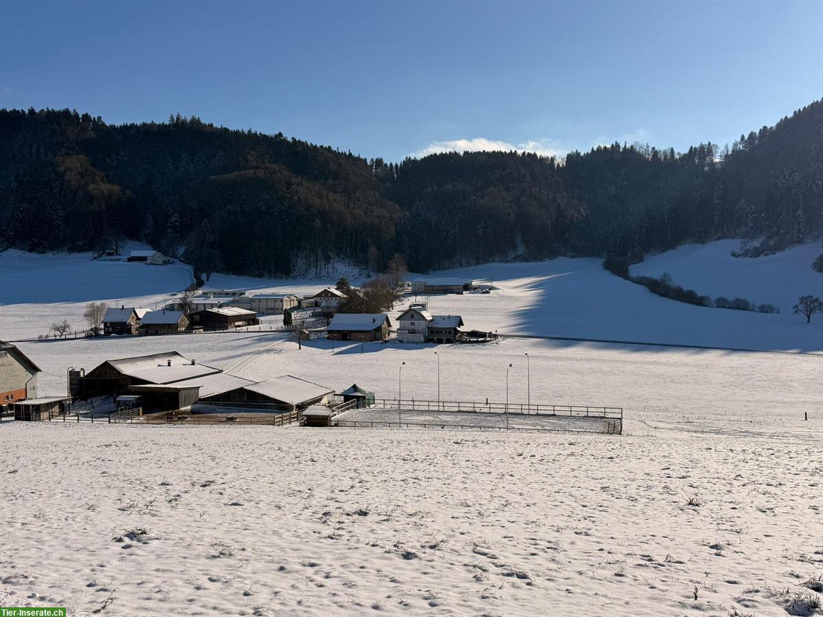 🐴 Stallhilfe gesucht als Aushilfe- & Ferienablösung