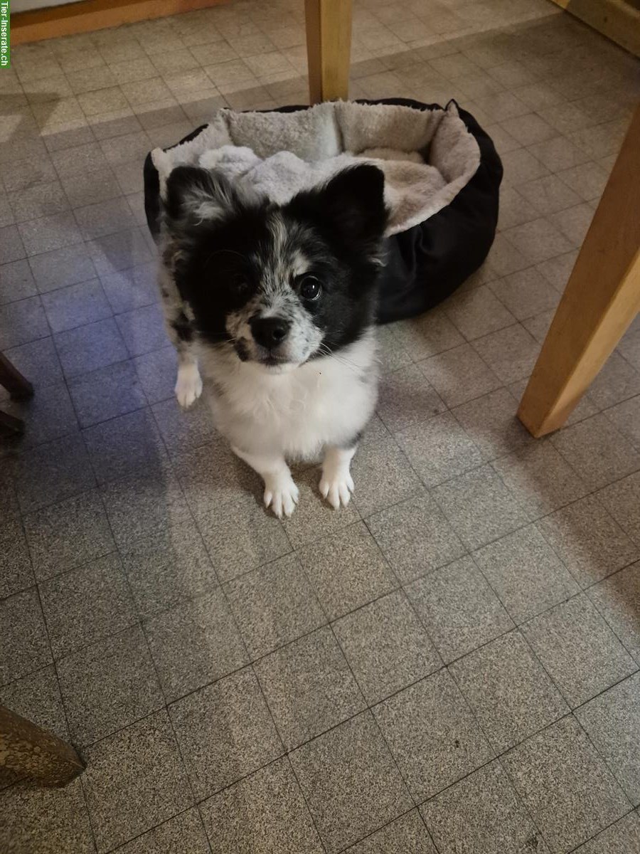 Junger Deutscher Mittelspitz