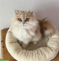 Reinrassige BLH Katze, 3-jährig mit Stammbaum