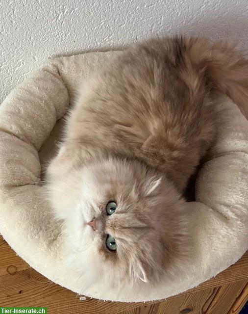 Bild 3: Reinrassige BLH Katze, 3-jährig mit Stammbaum