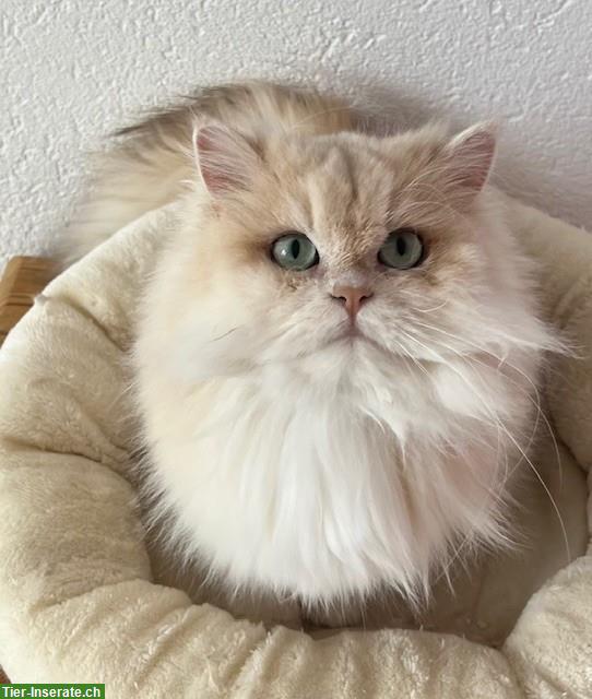 Bild 4: Reinrassige BLH Katze, 3-jährig mit Stammbaum