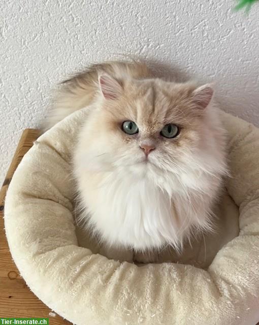 Bild 5: Reinrassige BLH Katze, 3-jährig mit Stammbaum