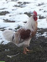 GRATIS: ½-jährige Hähne suchen ein Zuhause