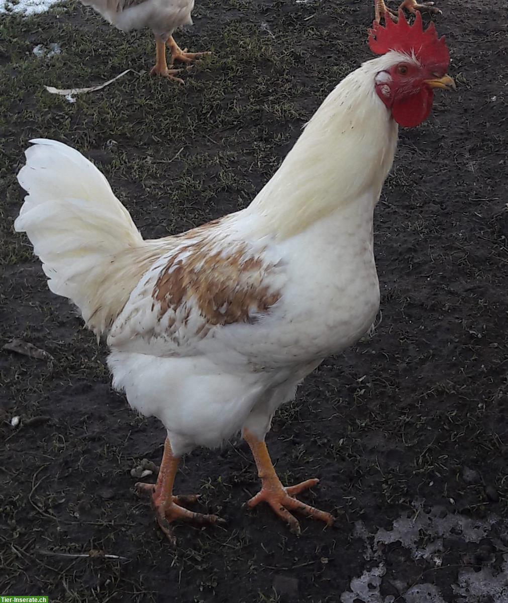 Bild 2: GRATIS: ½-jährige Hähne suchen ein Zuhause