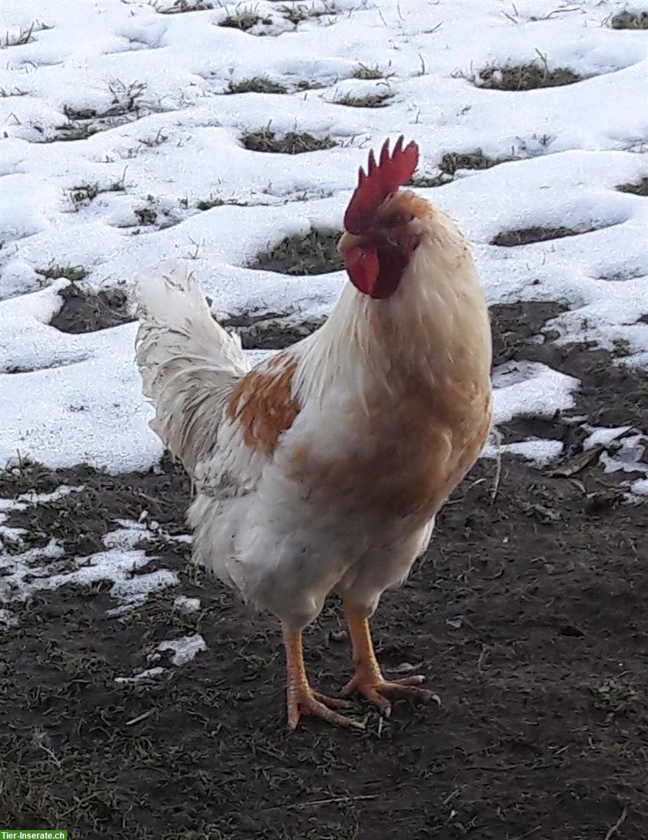 Bild 3: GRATIS: ½-jährige Hähne suchen ein Zuhause