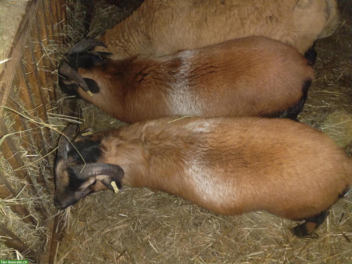 Kamerunschafe zu verkaufen, 2 handzahme Böcke
