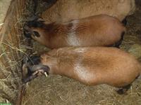 Kamerunschafe zu verkaufen, 2 handzahme Böcke