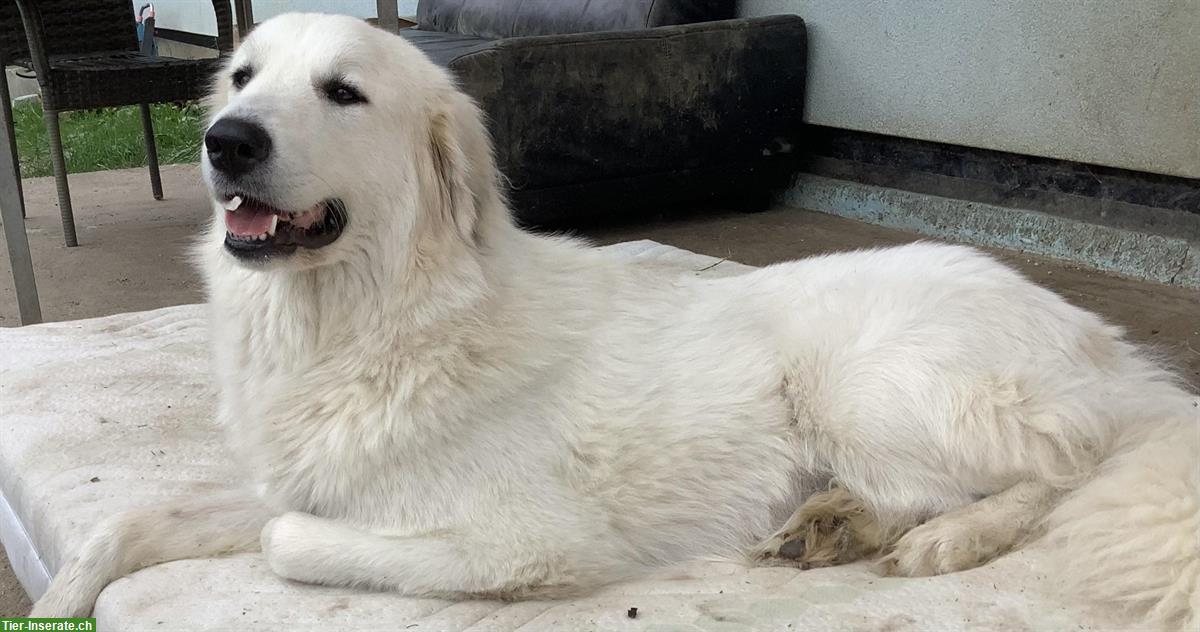 Pyrenäenberghund Hündin, kinderlieb