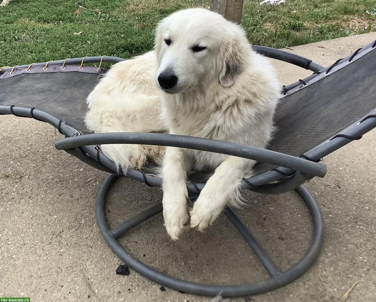 Bild 2: Pyrenäenberghund Hündin, kinderlieb