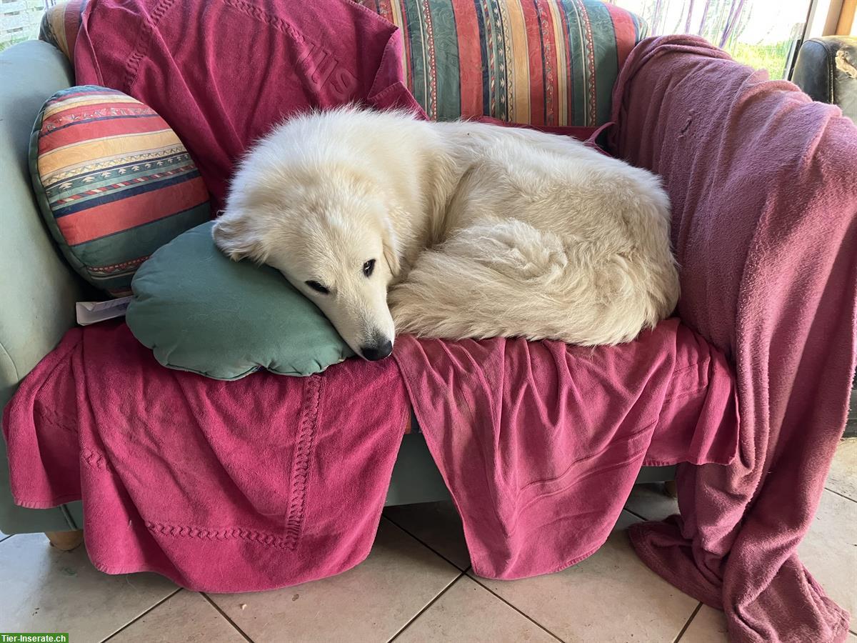 Bild 3: Pyrenäenberghund Hündin, kinderlieb