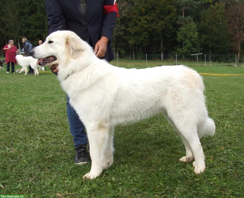 Bild 4: Pyrenäenberghund Hündin, kinderlieb