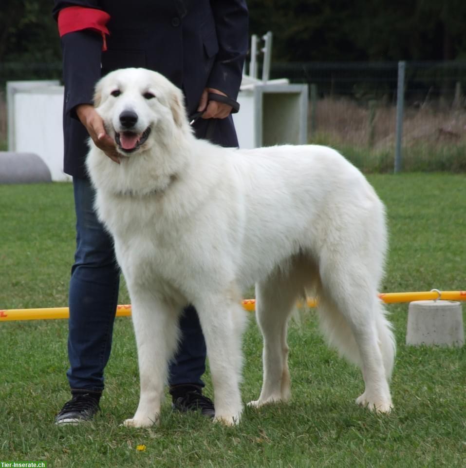 Bild 5: Pyrenäenberghund Hündin, kinderlieb