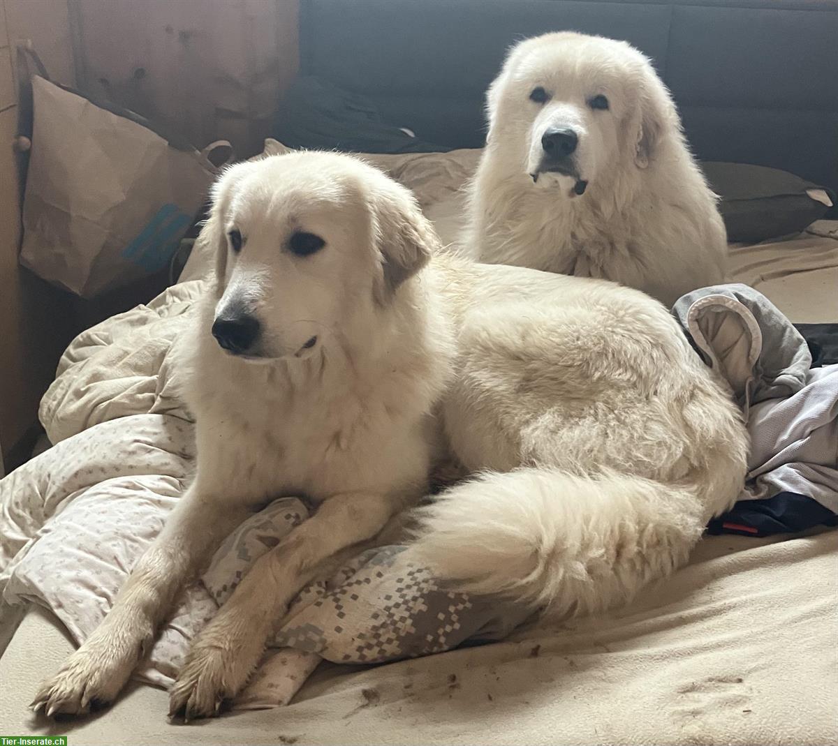 Bild 6: Pyrenäenberghund Hündin, kinderlieb