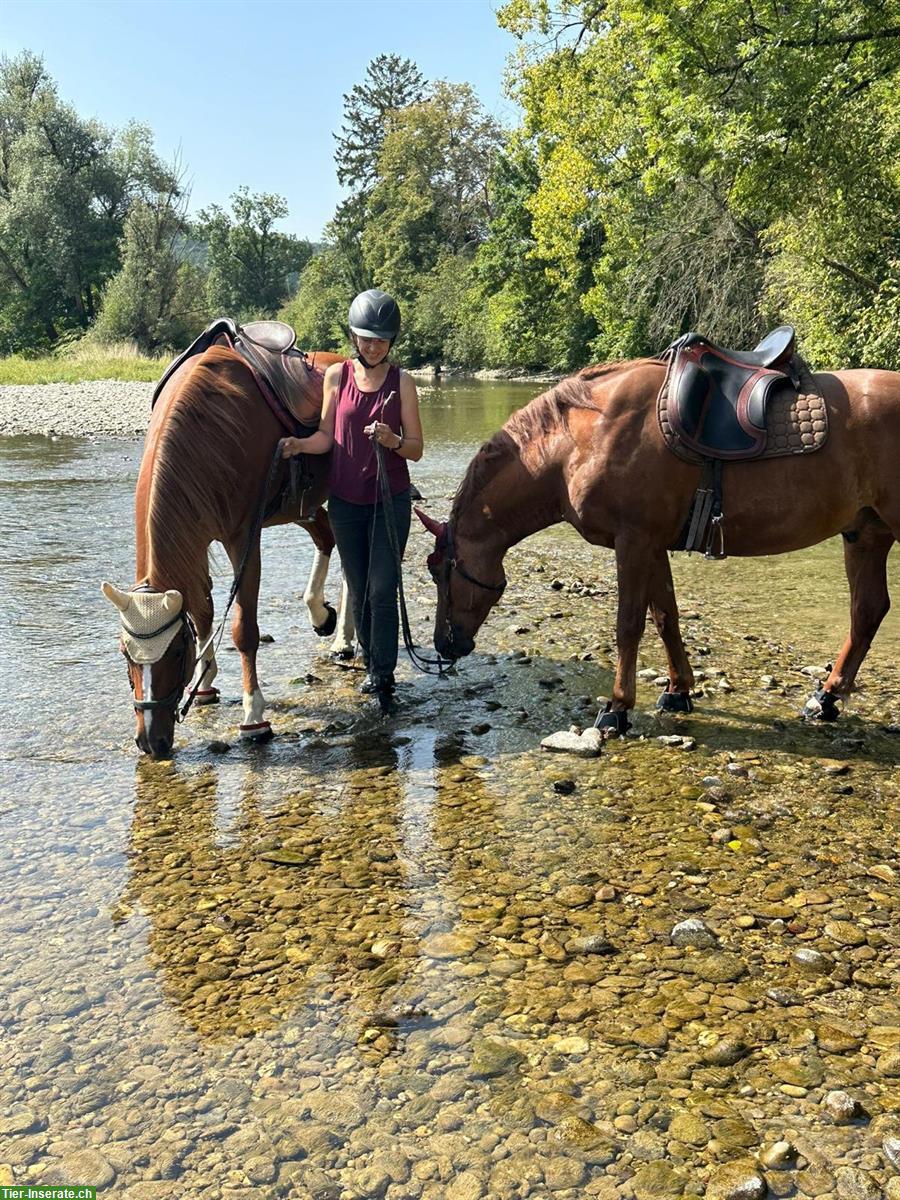 Reiter*in für gemeinsame Ausritte gesucht, Wynau BE