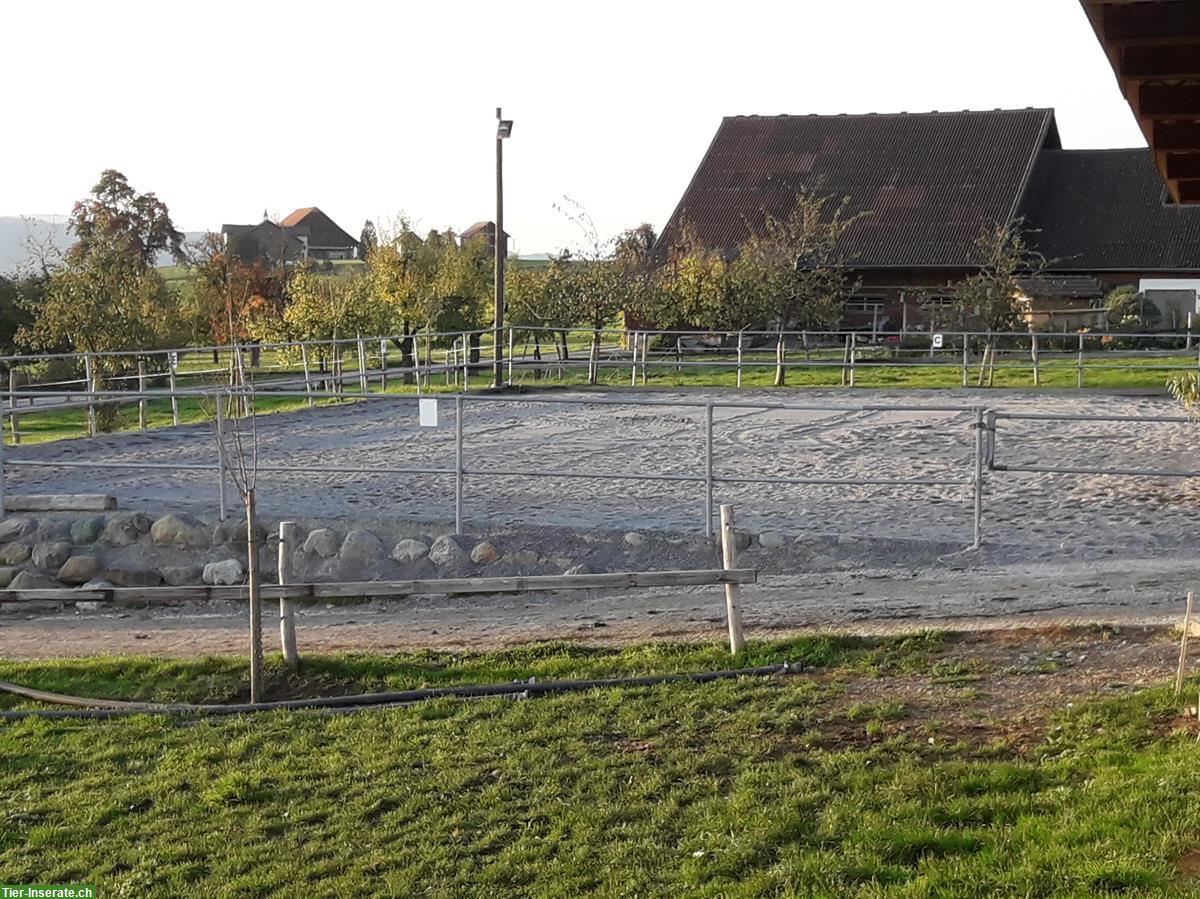 Bild 2: Auslaufboxen mit Reitplatz zu vermieten in Hohenrain LU