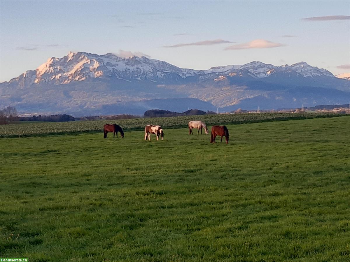 Bild 3: Auslaufboxen mit Reitplatz zu vermieten in Hohenrain LU