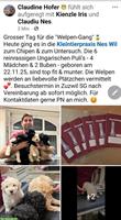 Ungarische Puli Welpen Gang abzugeben