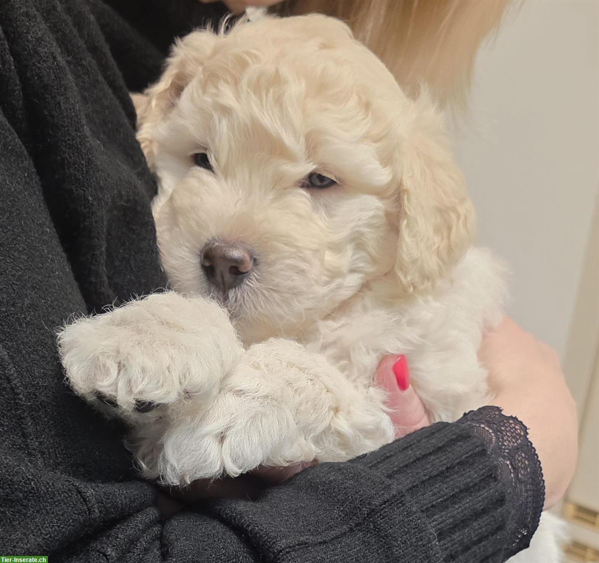 Bild 2: Ungarische Puli Welpen Gang abzugeben