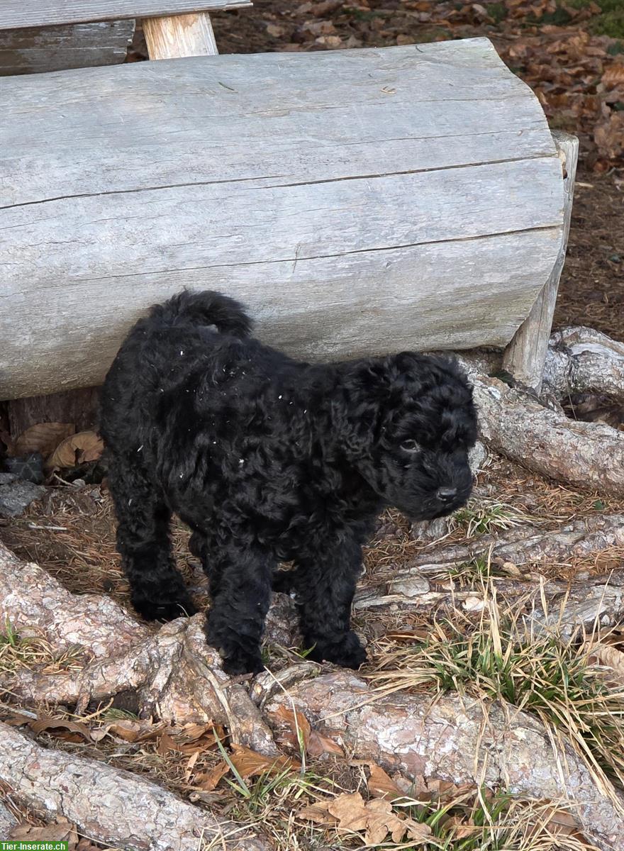 Bild 3: Ungarische Puli Welpen Gang abzugeben