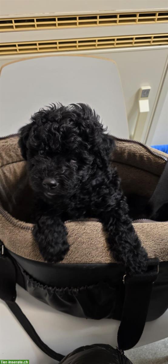 Bild 4: Ungarische Puli Welpen Gang abzugeben