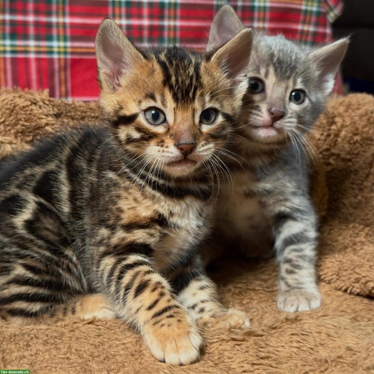 Bengal Kitten brown spotted + blue spotted