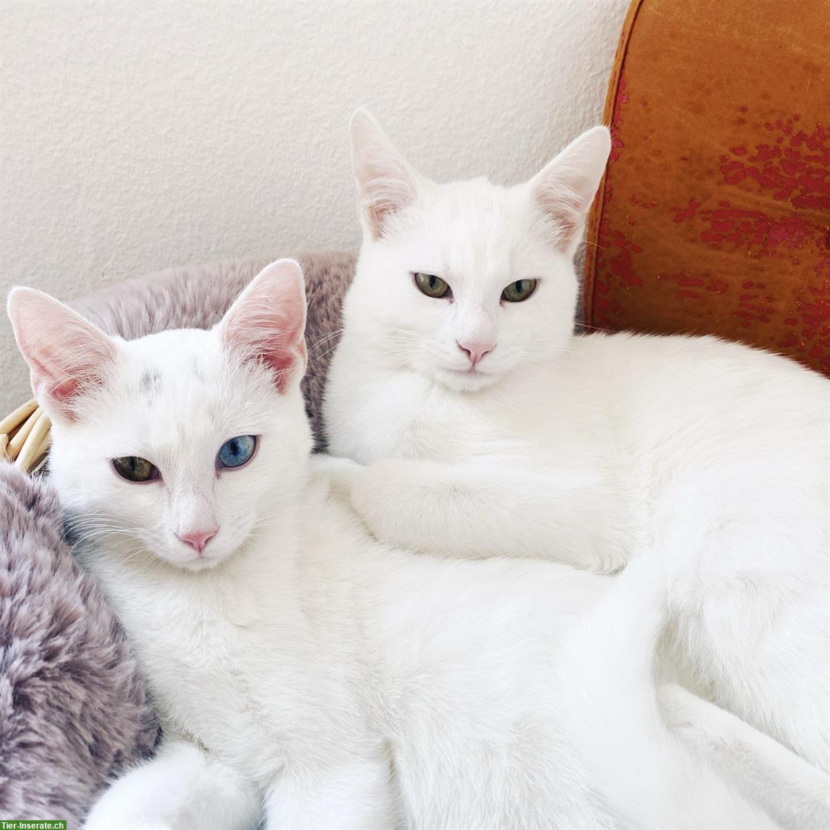 Weisse Katzengeschwister brauchen neues Zuhause