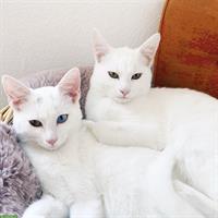 Weisse Katzengeschwister brauchen neues Zuhause